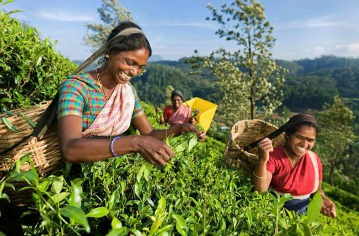 Vegetable Garden House Hotel Nallathanniya Exterior photo