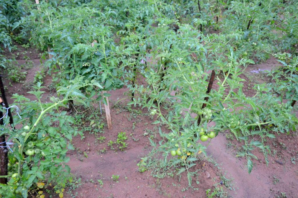 Vegetable Garden House Hotel Nallathanniya Exterior photo